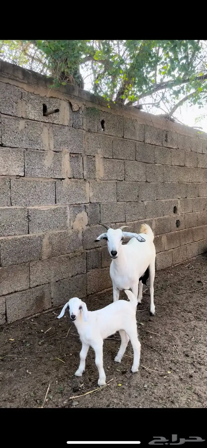 ماعز بيشية فاخرة 2