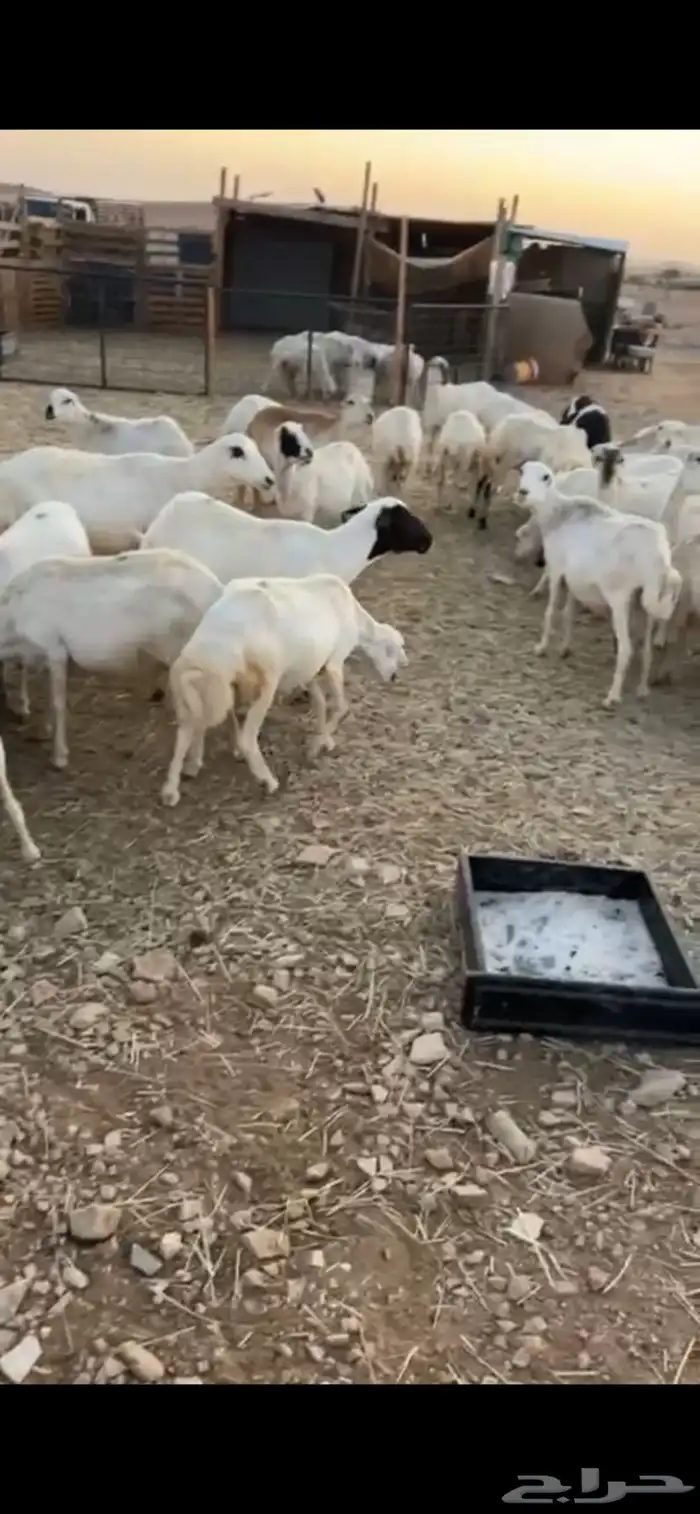 غنم رفيديات دفيع 1