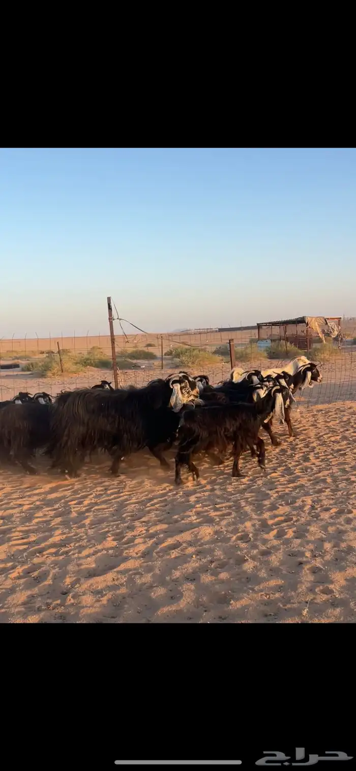 معزا عوارض 18 بالفحل مراح خوات بنات بعض 0
