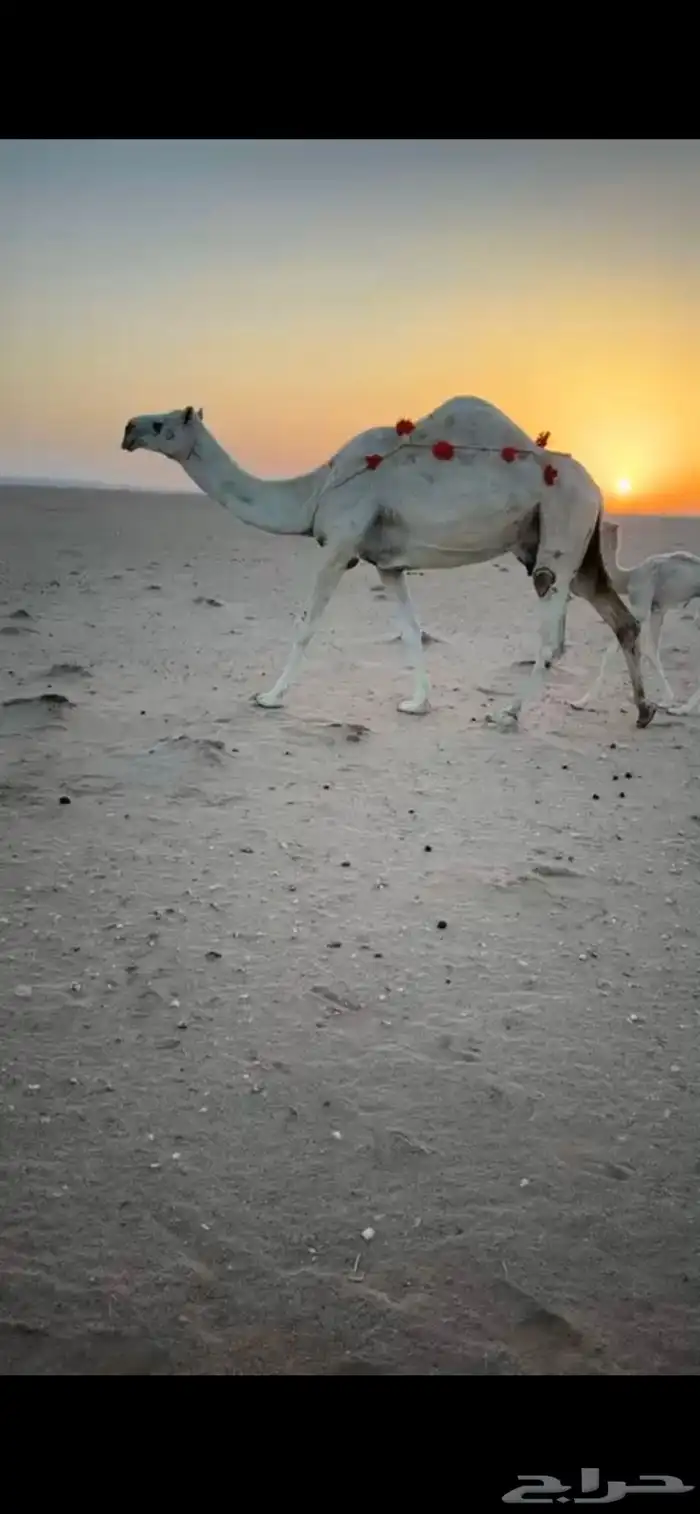 ناقه خلفه حدرها قعود 0