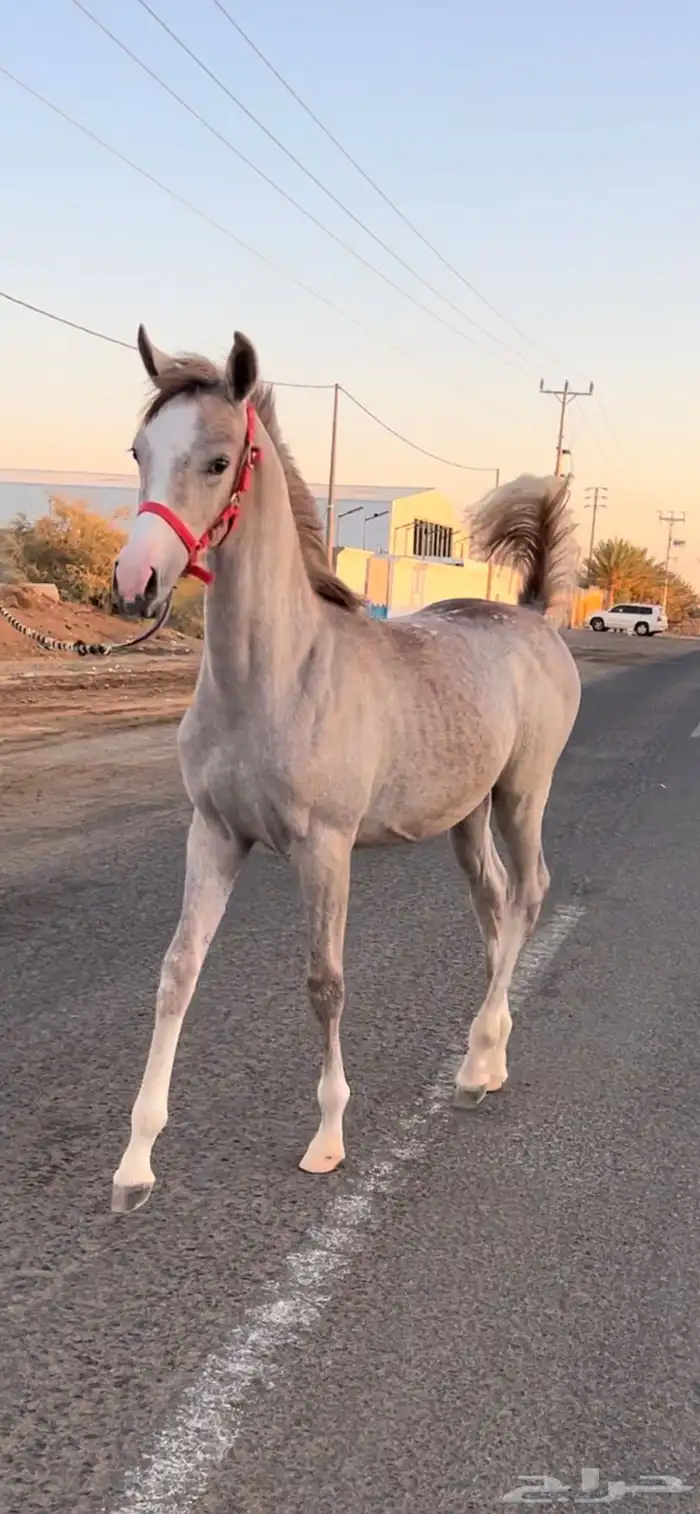 مهره واهو 5