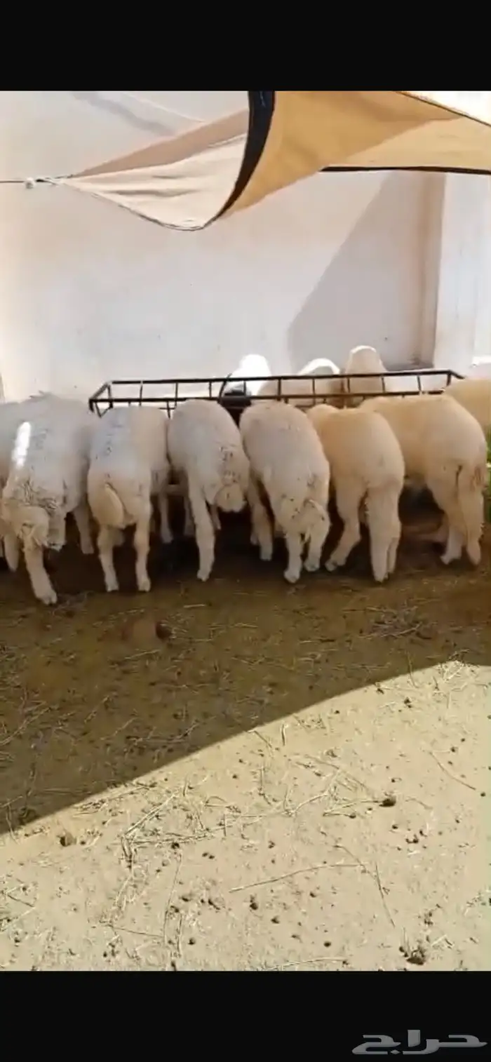 طليان سواكن وحريات ورفيدي ذبايح ثلاجة طيبات بالحيل 1