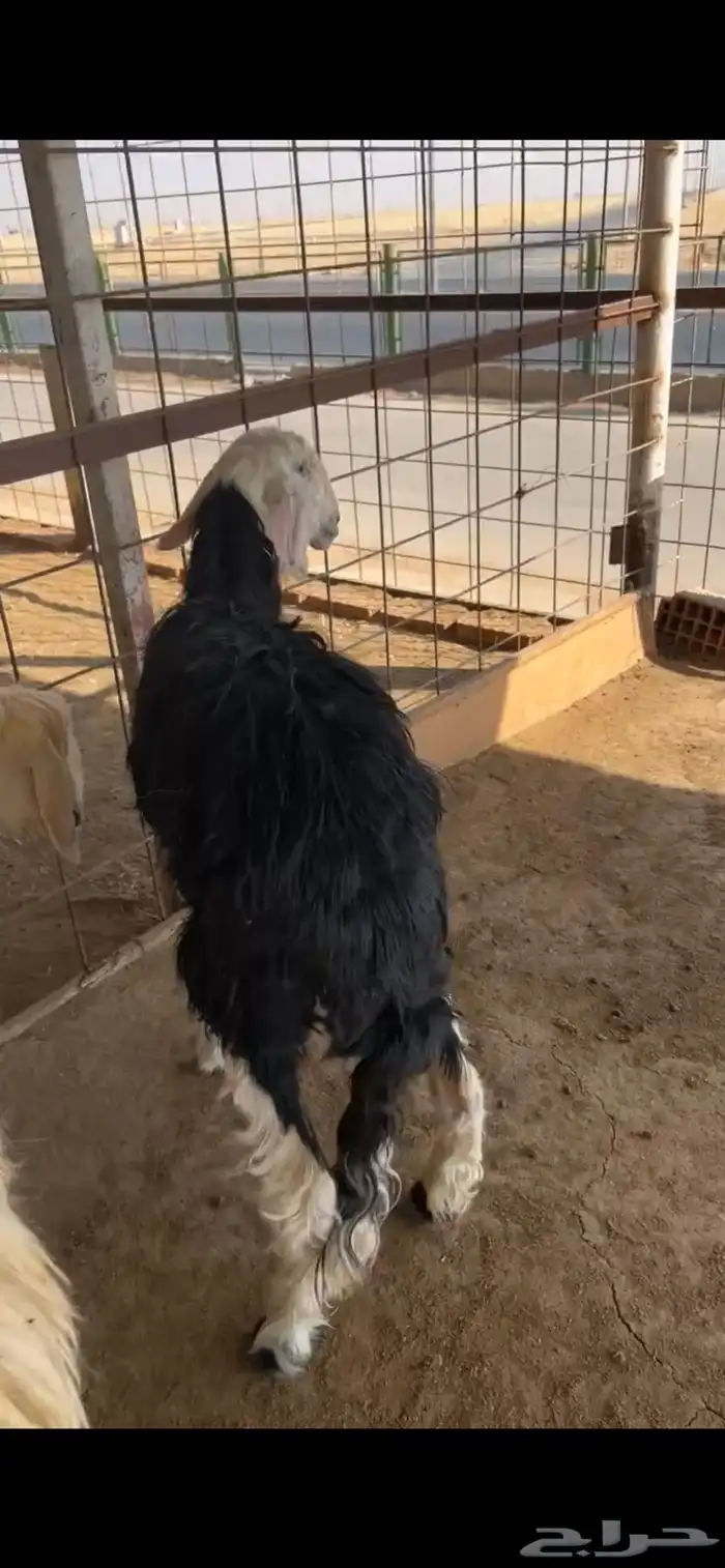 للبيع شياه نجد 2