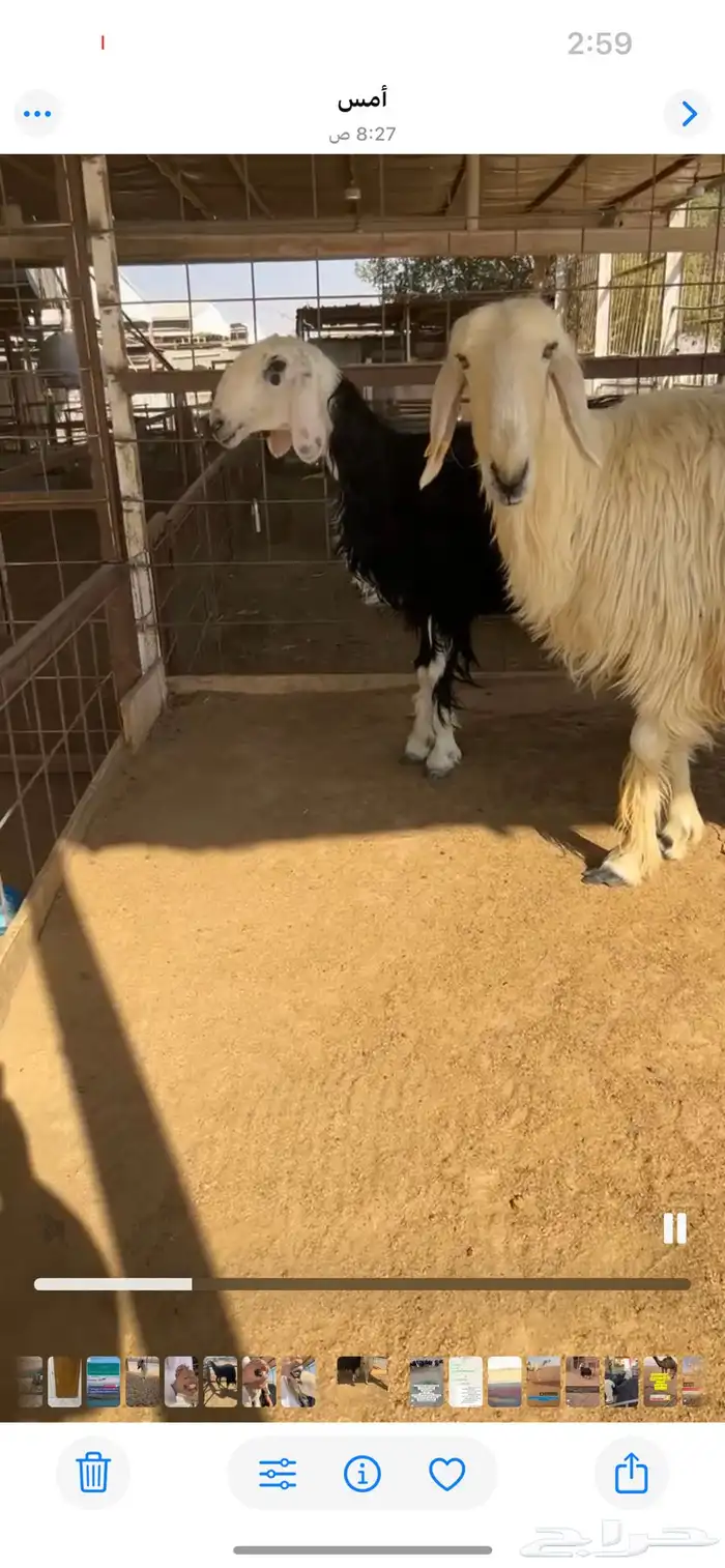 للبيع شياه نجد 3