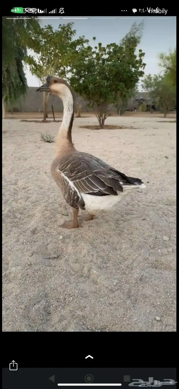 وز عراقي 1