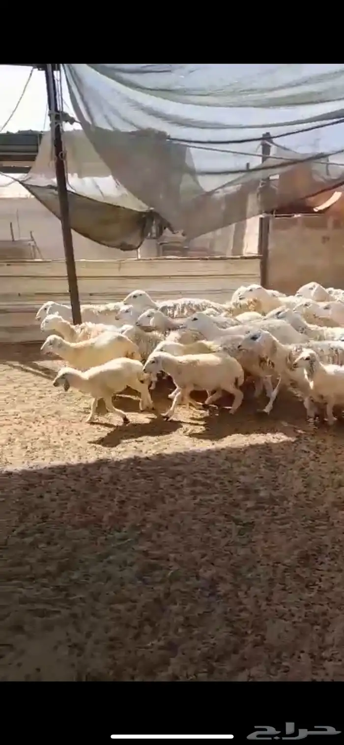 ضان حريه 0
