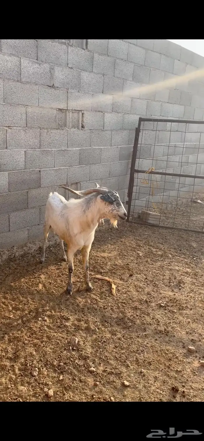 عرض تيس بيشي والد عندي 1