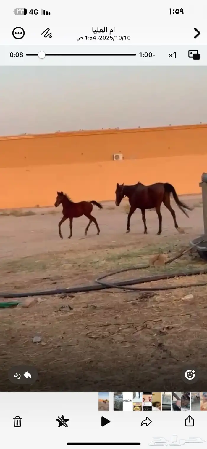 فرس للبيع 0