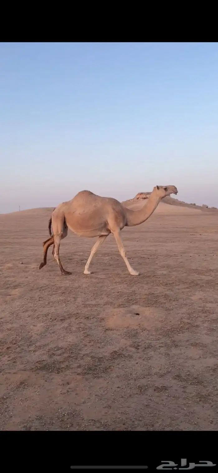 لقحه شقحا طيبه 1