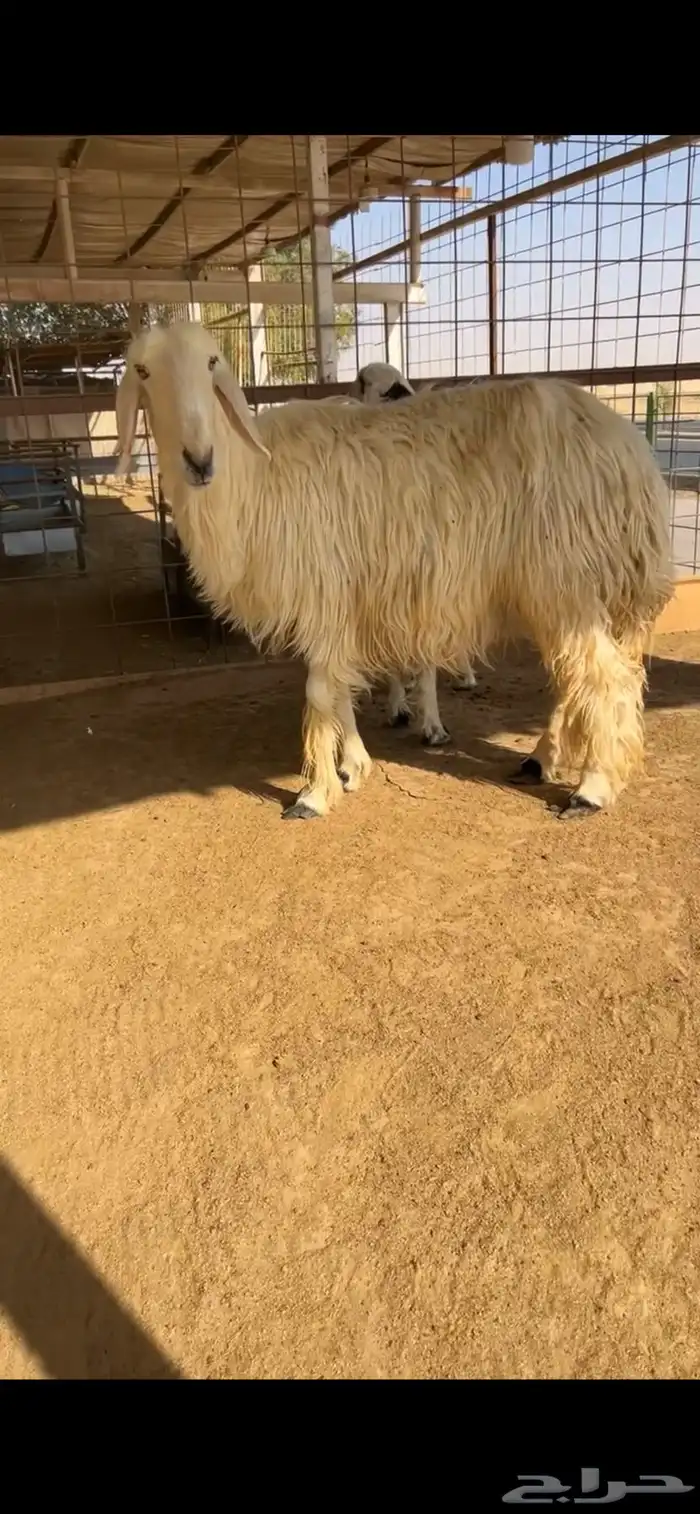 للبيع شياه نجد 1