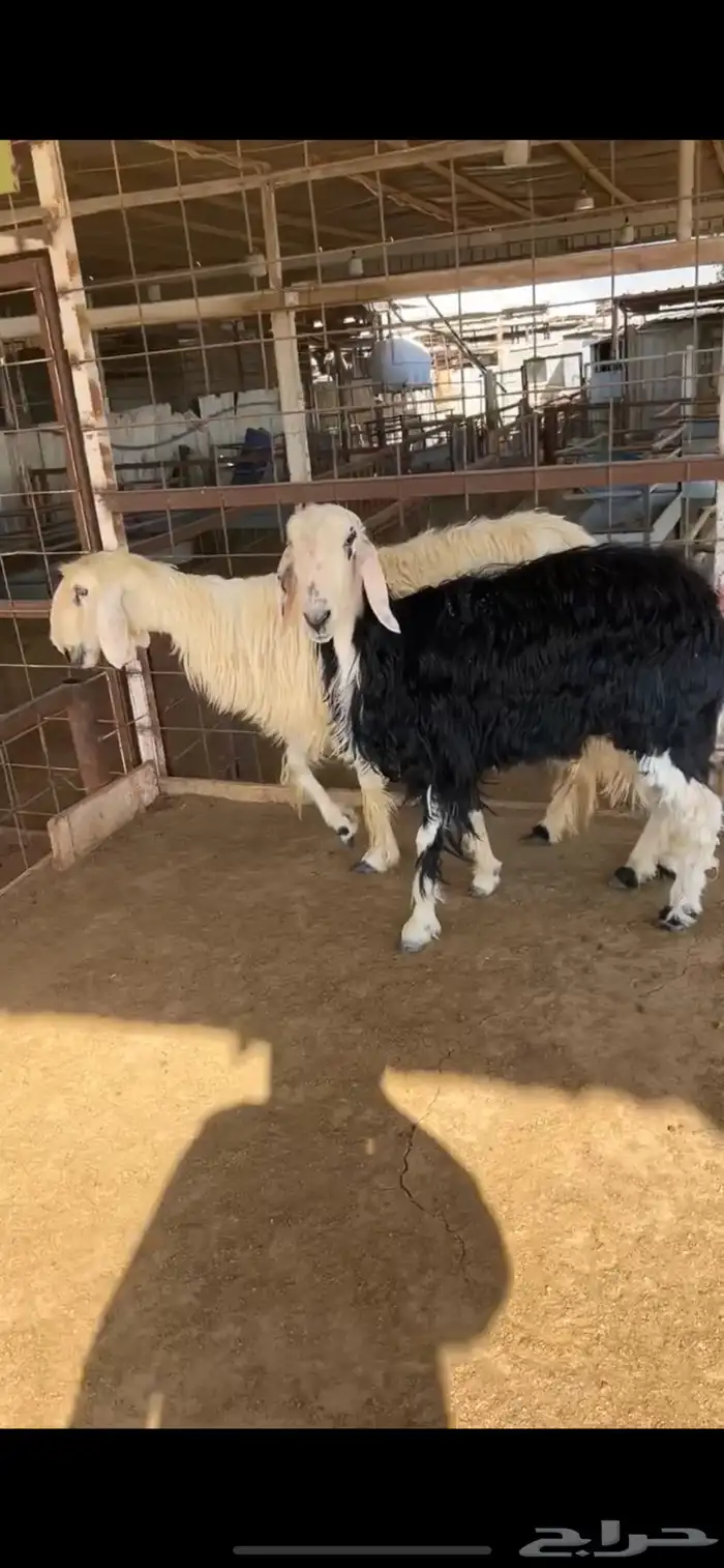 للبيع شياه نجد 13