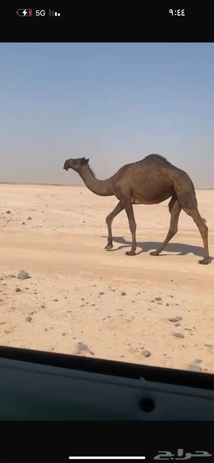 بكره مجهم 1