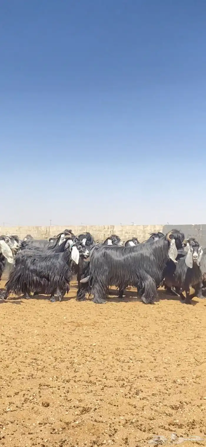 معزا عوارض مراح خوات بعض صنف 3