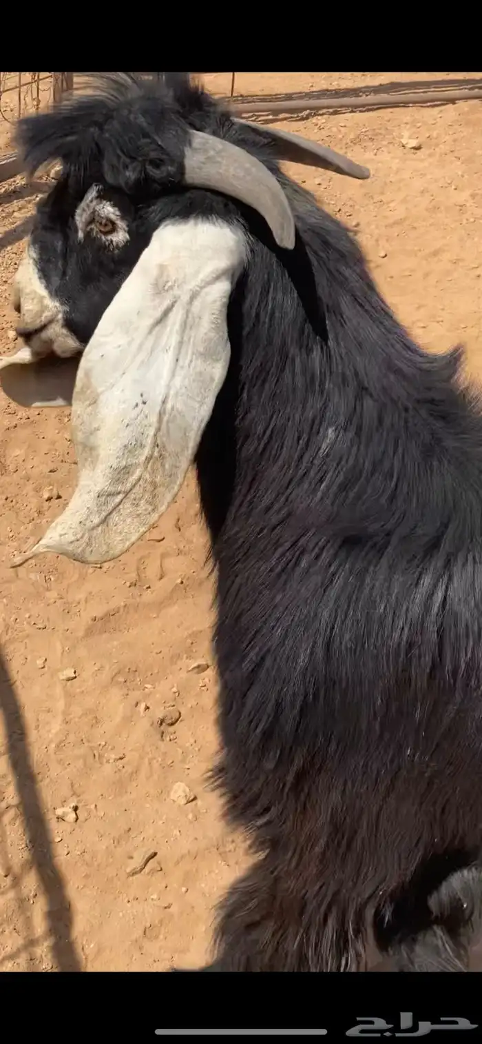 فحل عارضي 4