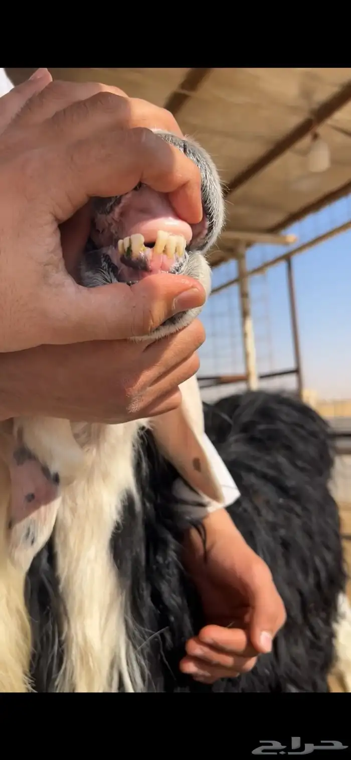 للبيع شياه نجد 15