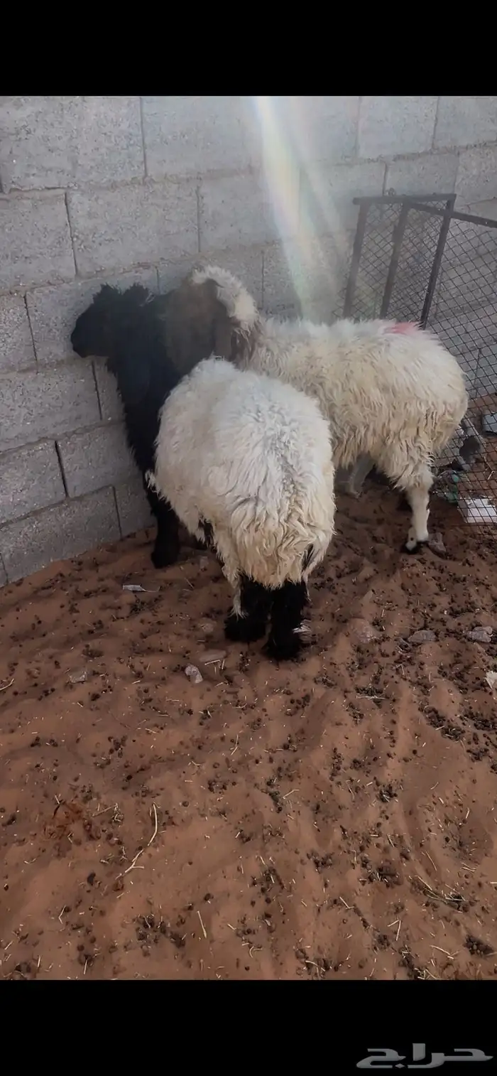 خروف ورخل 1