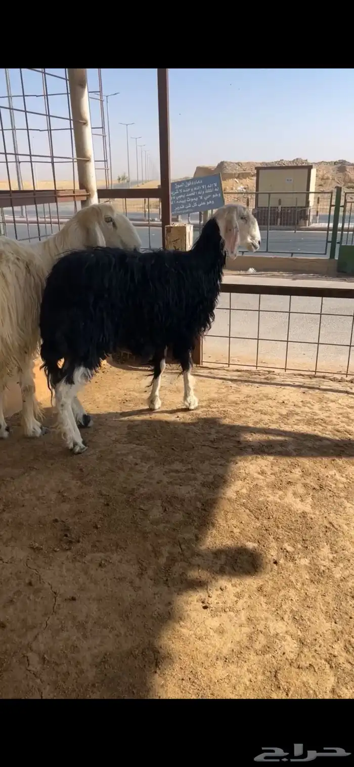 للبيع شياه نجد 6