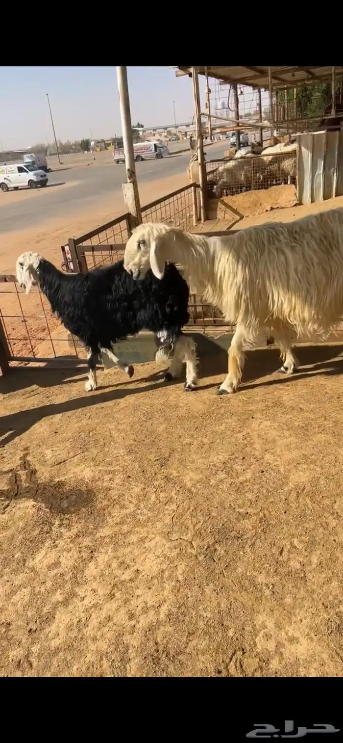 للبيع شياه نجد 11