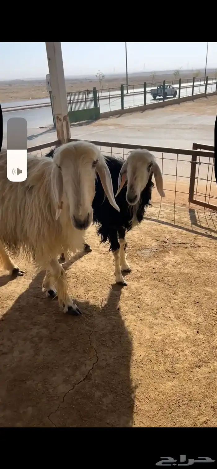 للبيع شياه نجد 9