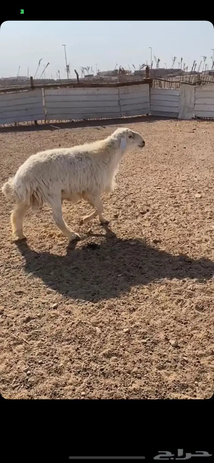 خاروف فحل حري 1