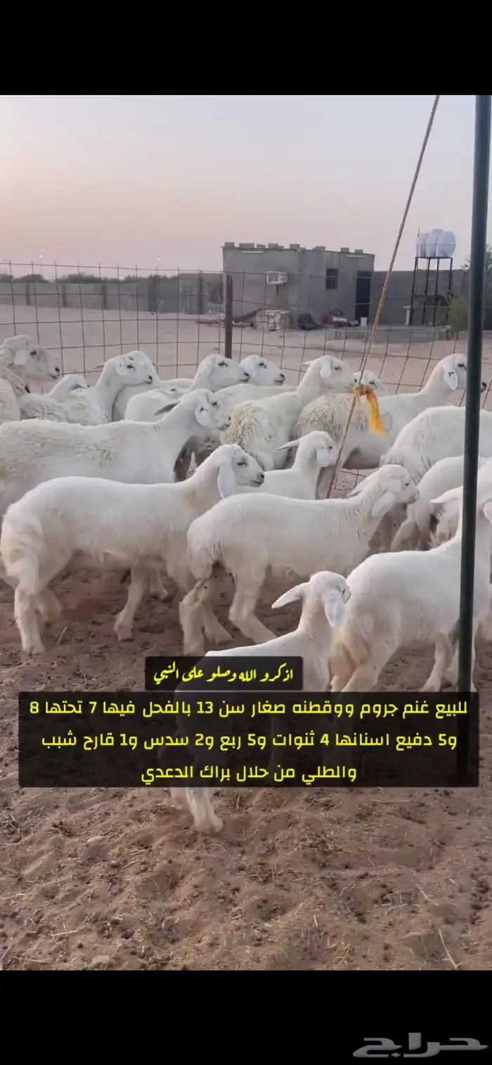 غنم صنف 0