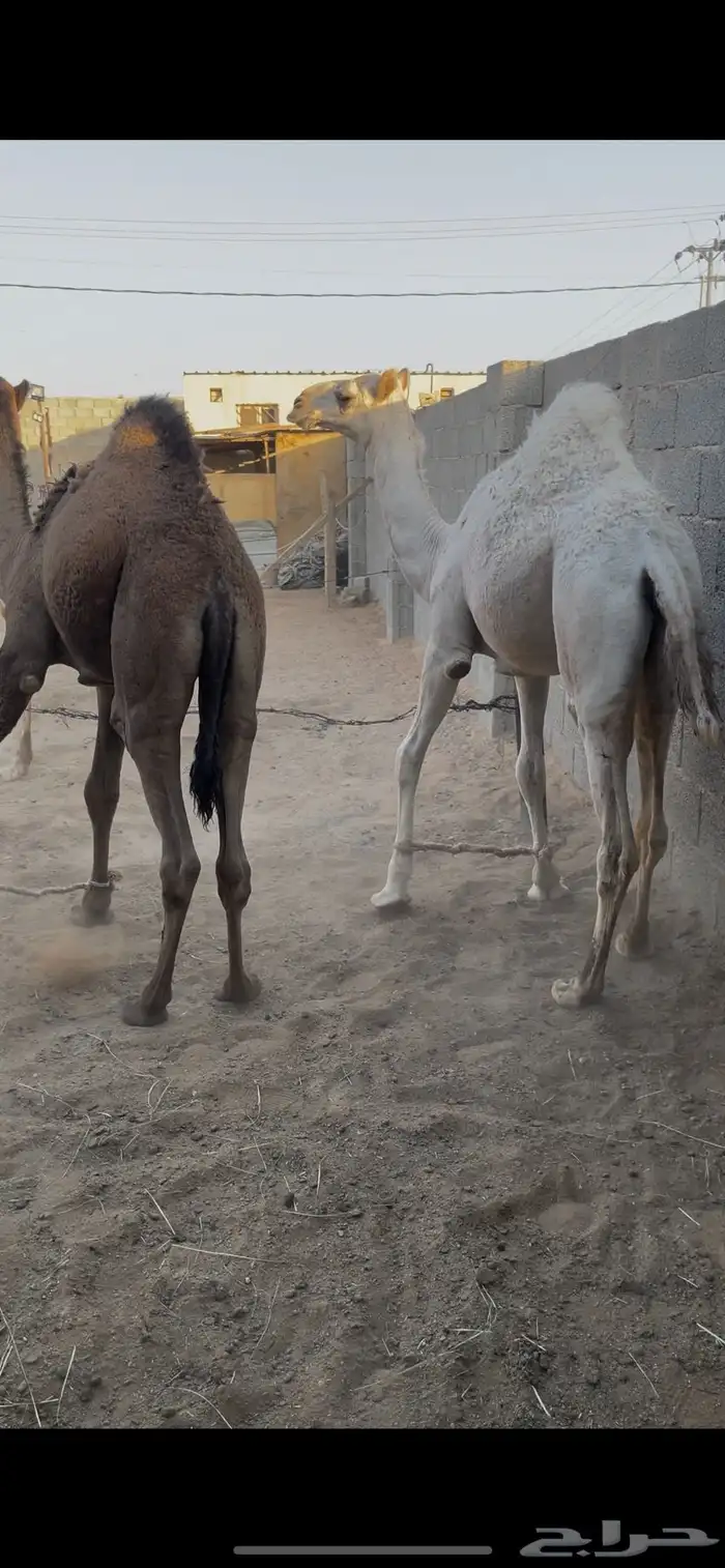 قعود وبكره مفاريد فل شحم طايشه 2