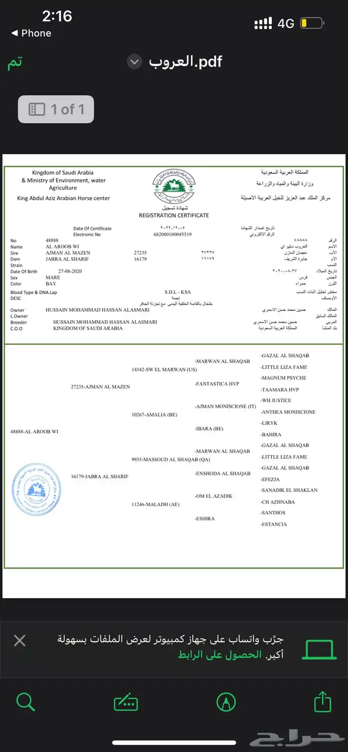 فرس عربيه اصيله حفيدة مروان الشقب والسعر مناسب 2