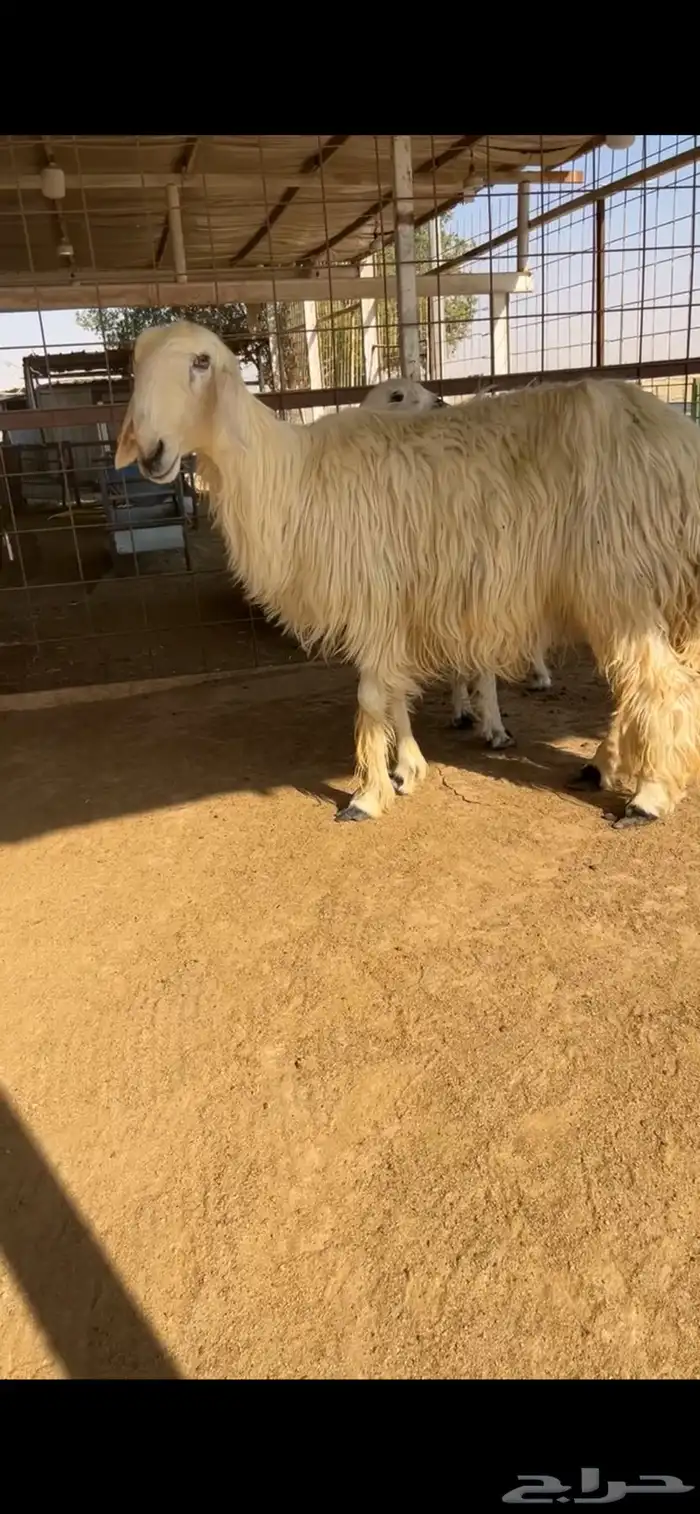 للبيع شياه نجد 4