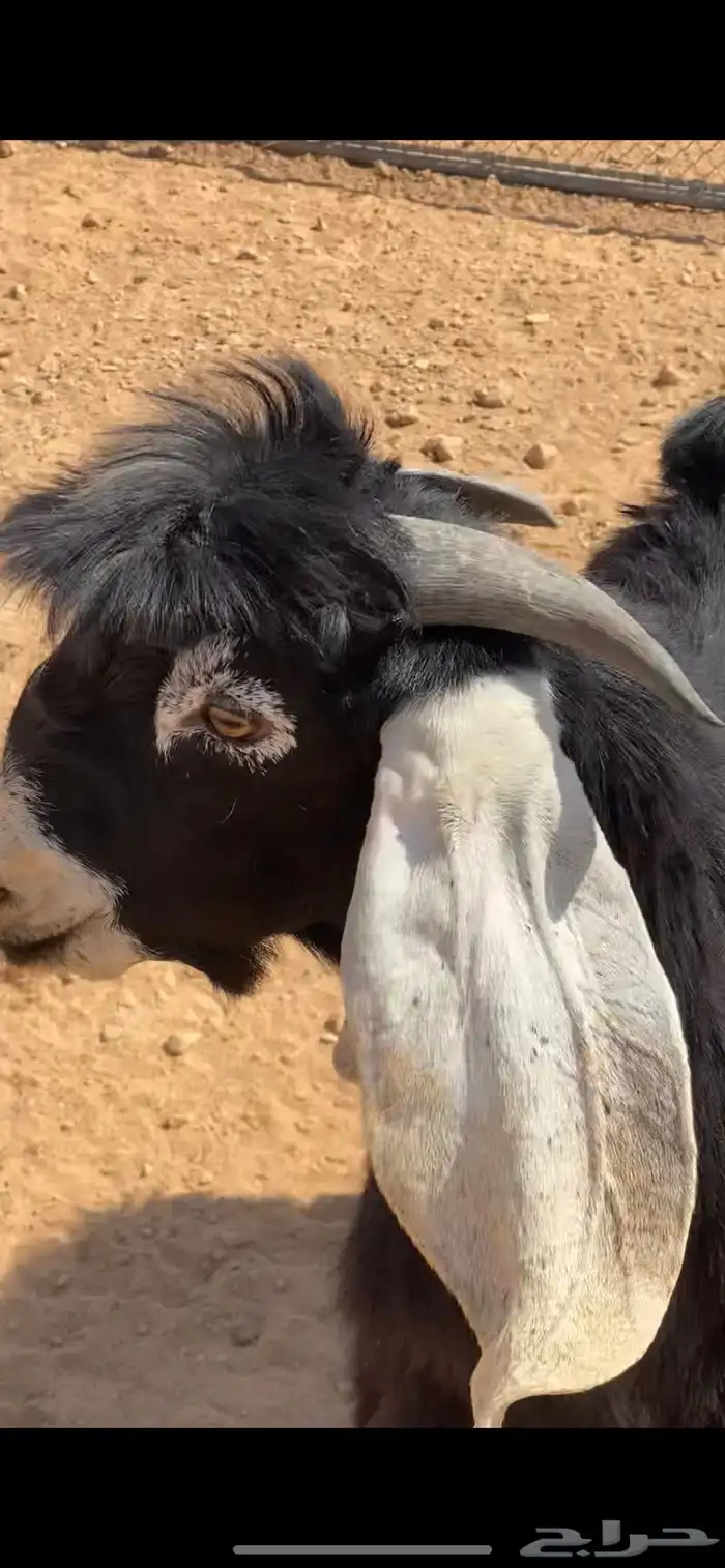 فحل عارضي 1