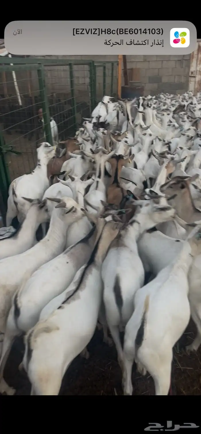 تيوس مرباه 4 شهور 4