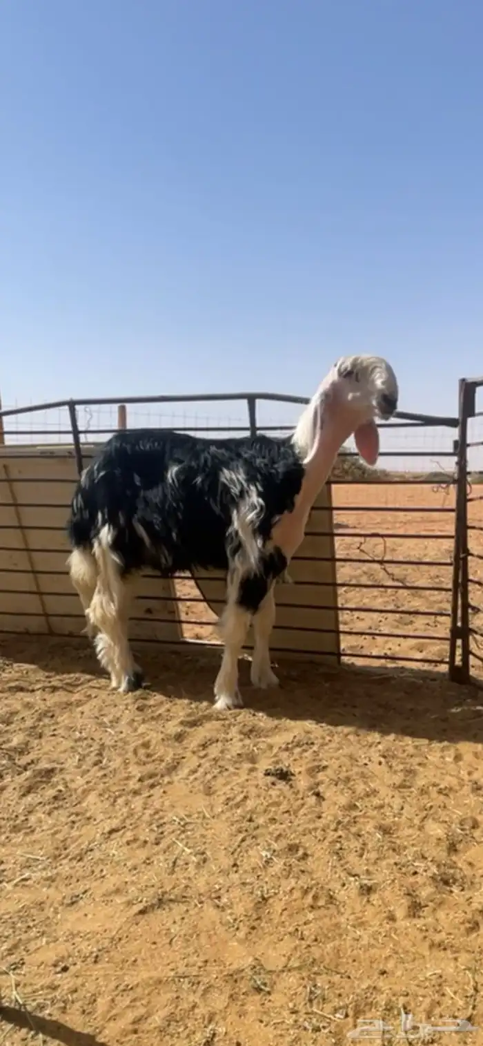 مشروع فحل نادر جرم وجبار وشعره وتعريفه قوي جدا 0