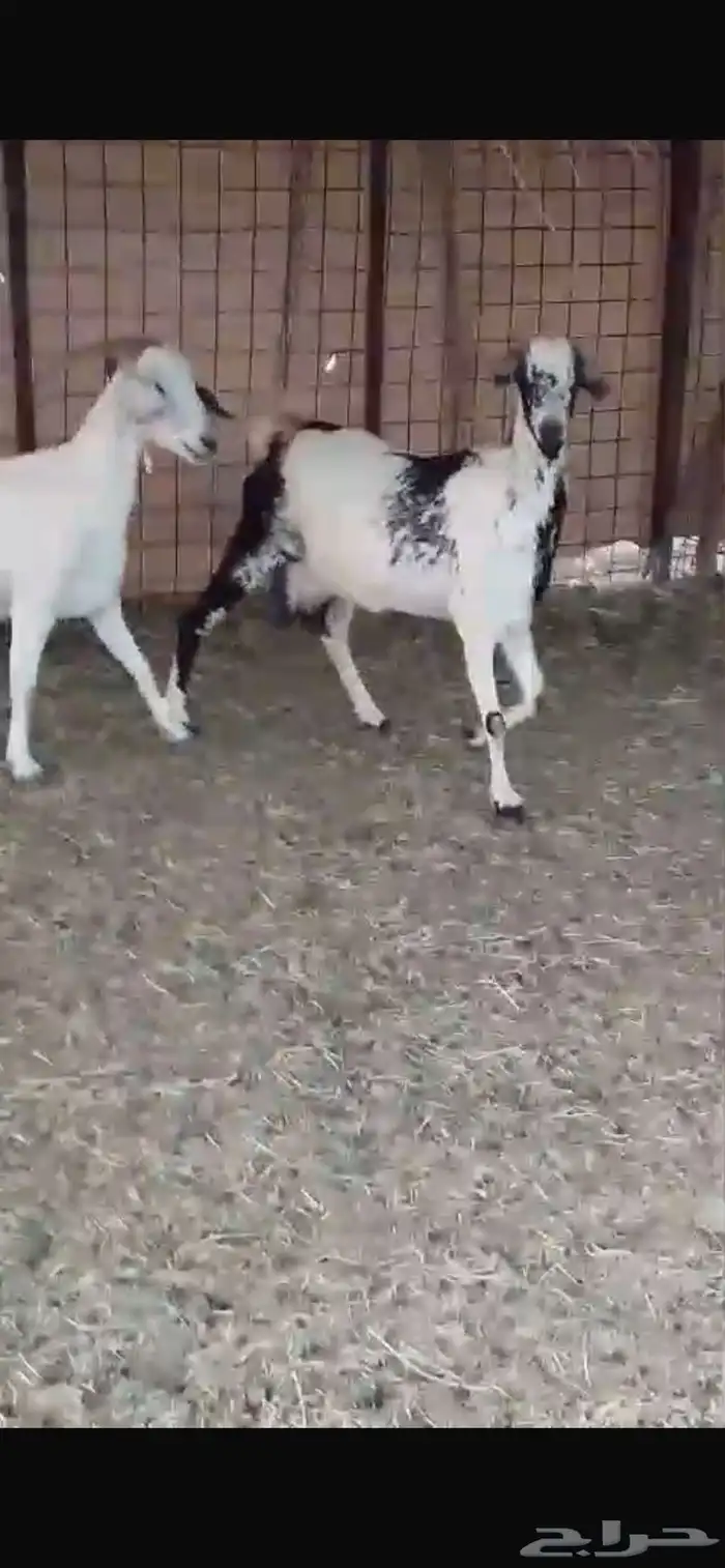للبيع معزا مواليد بيشيات 2 تحتها 4 5