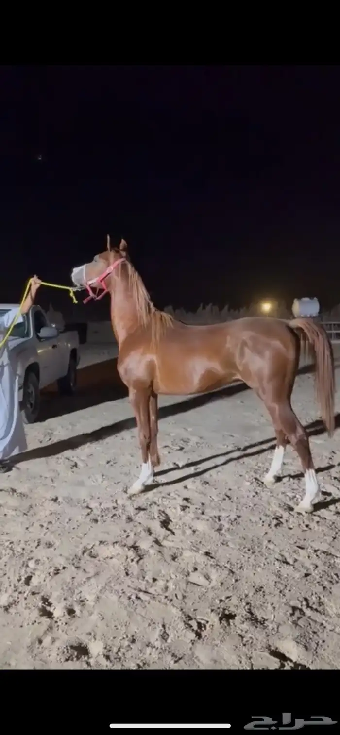 حصان واهو للبيع 1