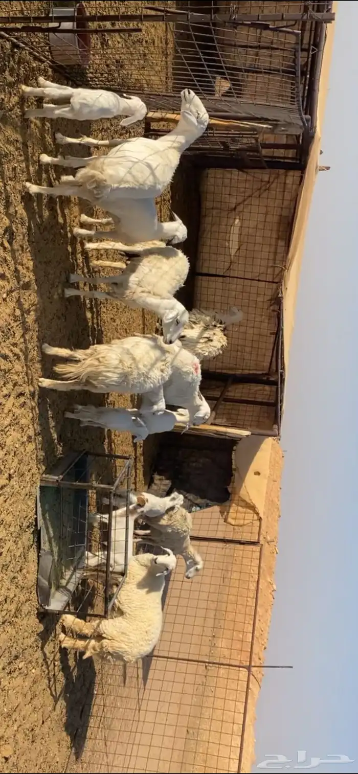 رخال حريات خلفات 0