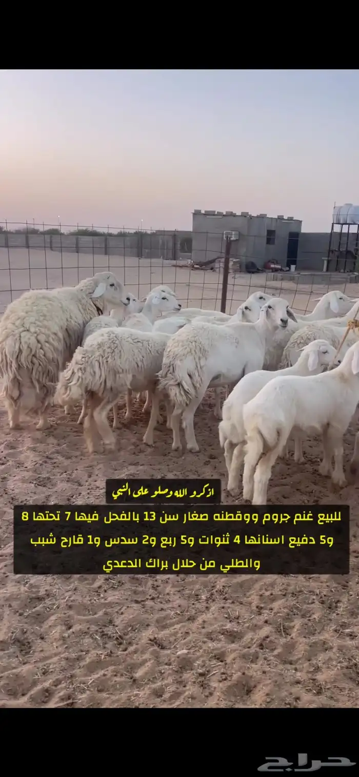غنم صنف 1