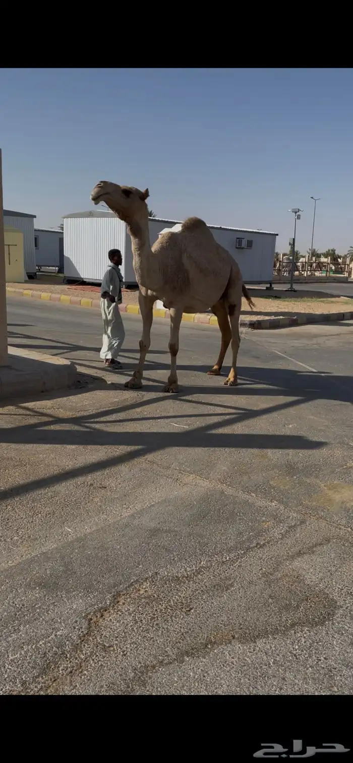 للبيع لقحه كفو السن شاق 3