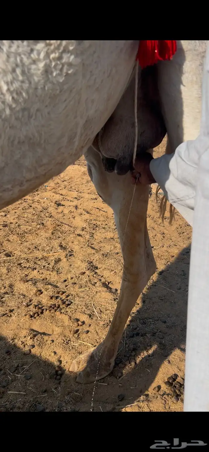 ضروبه وضحا طيبه سعرها مناسب 4