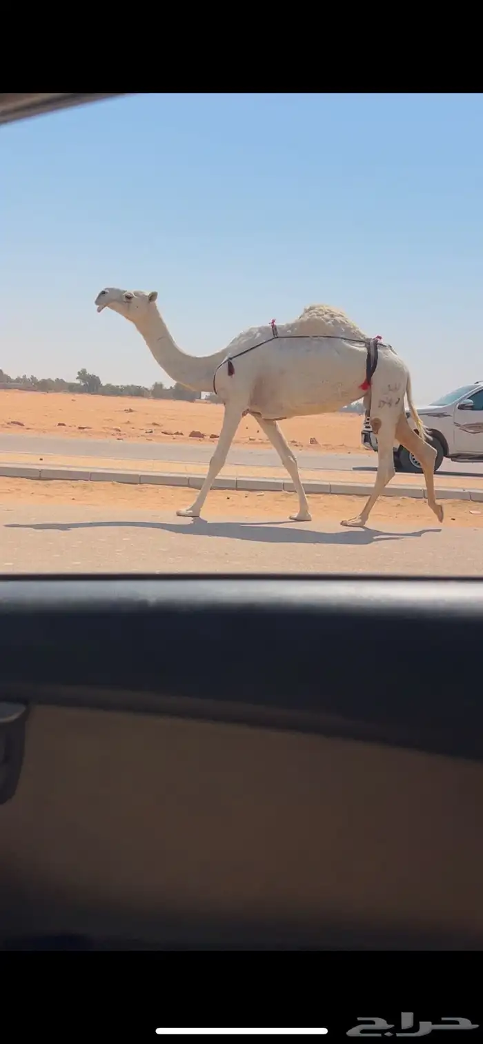 ضروبه وضحا طيبه سعرها مناسب 3