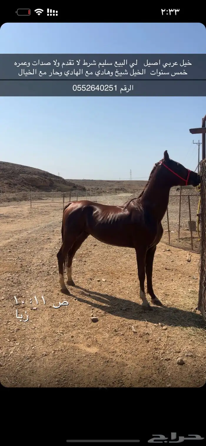 خيل 1