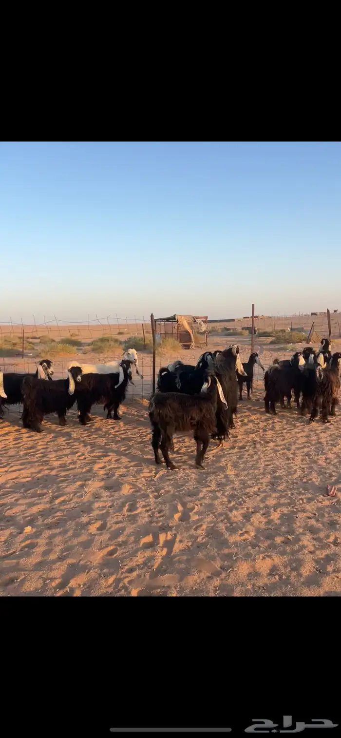 معزا عوارض 18 بالفحل مراح خوات بنات بعض 1