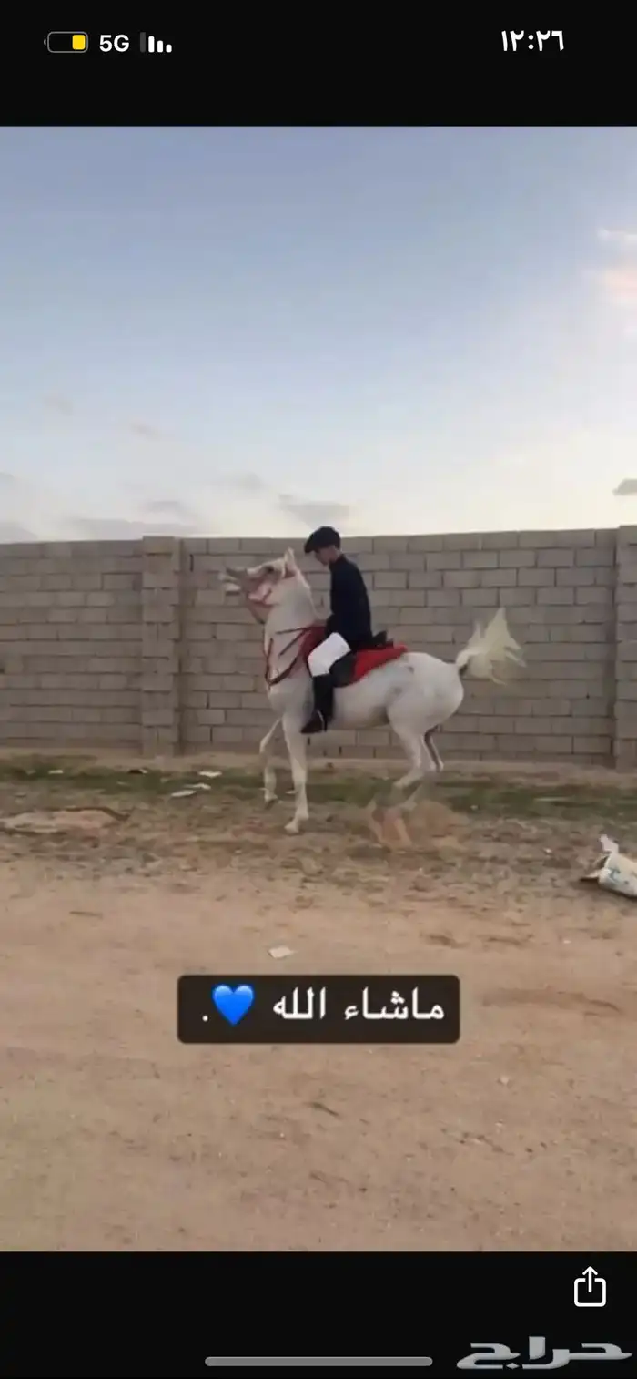 حصان فحل واهو 1