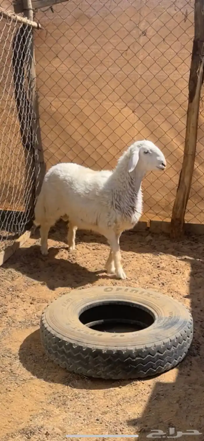 مشروع فحل حري كفو 0