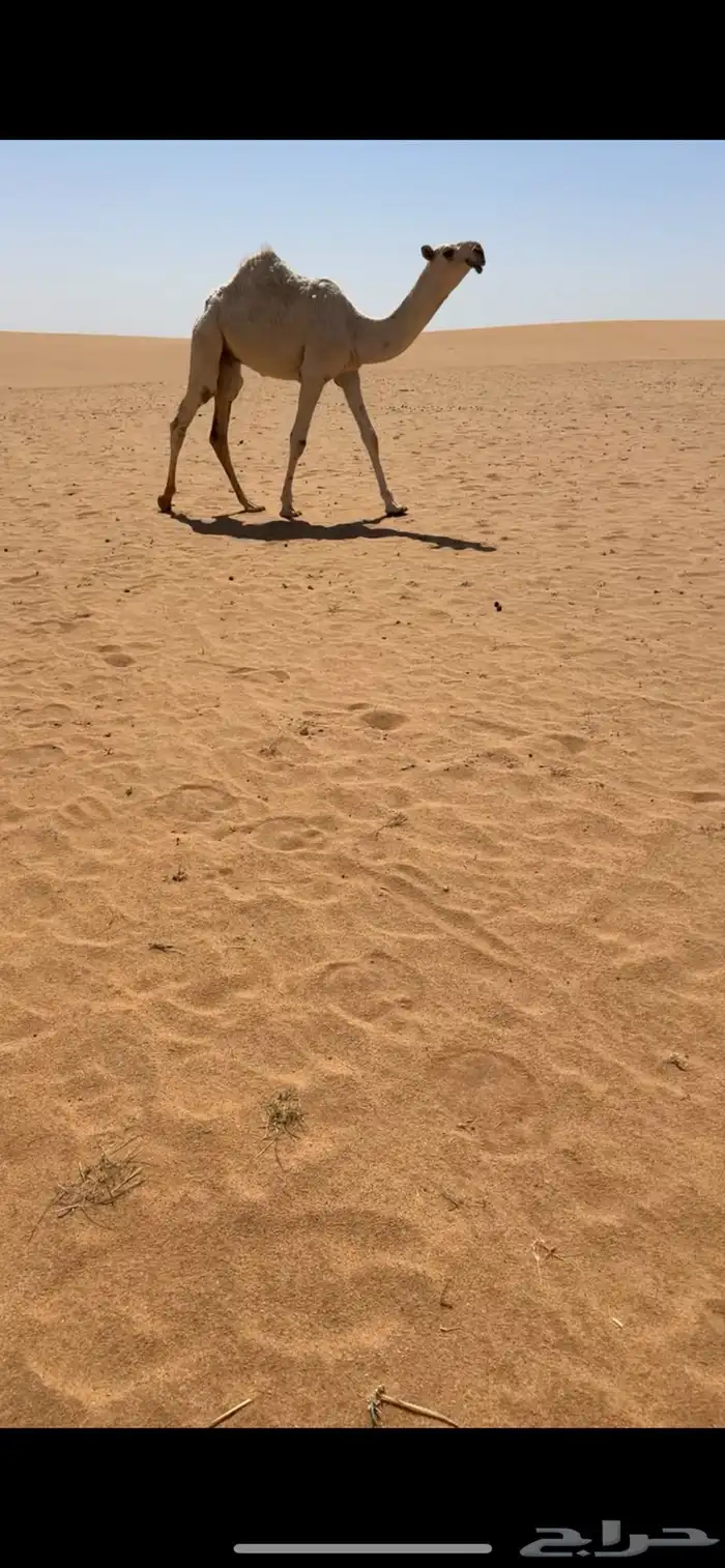 قعود اوضح جده حاكم بن قريع 2