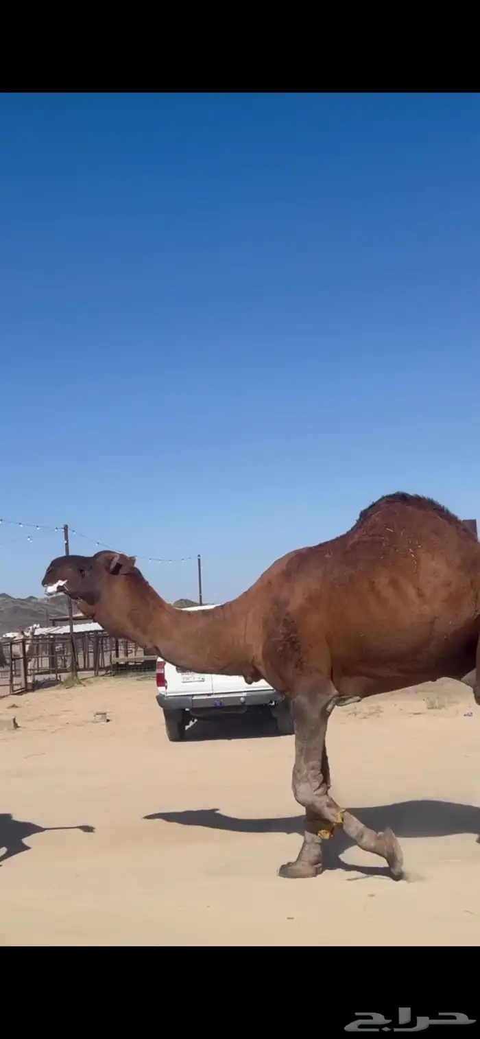 بعير حمر ادهم 1