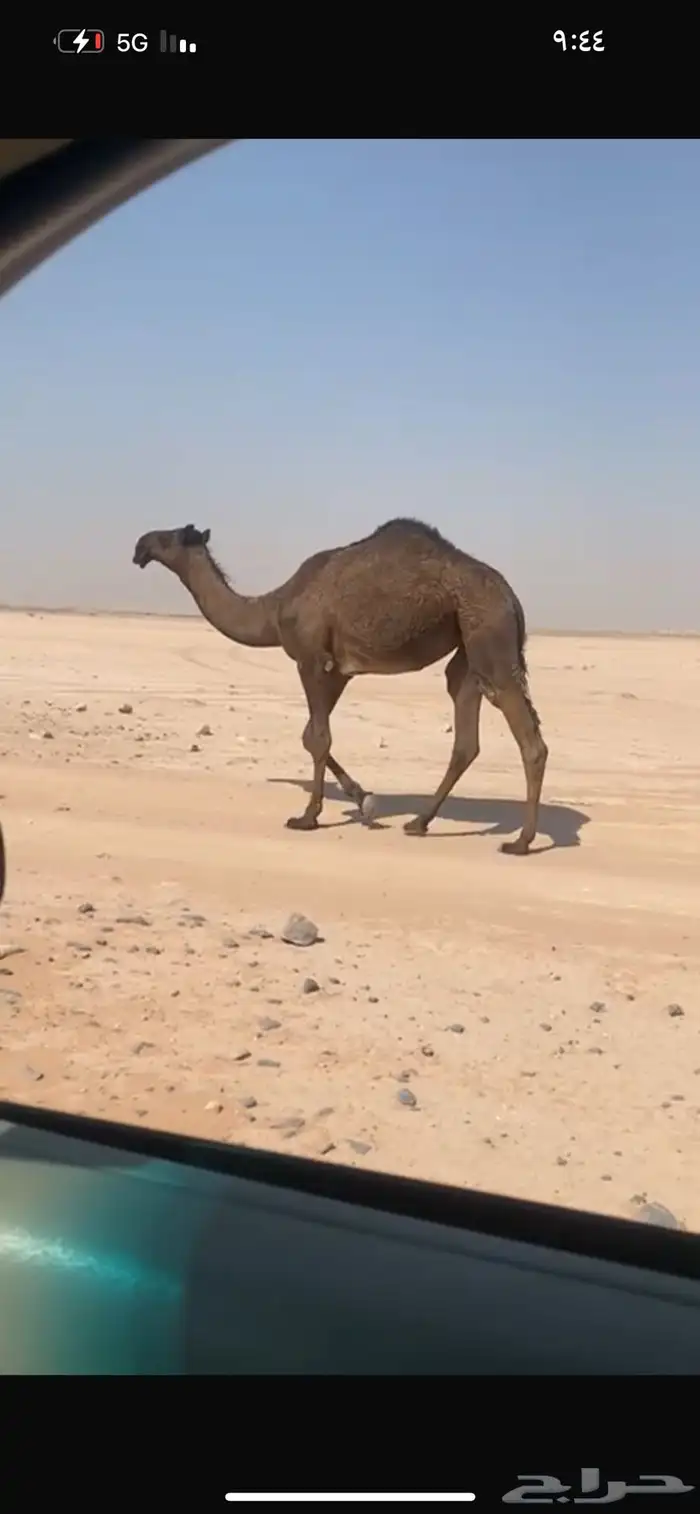 بكره مجهم 0