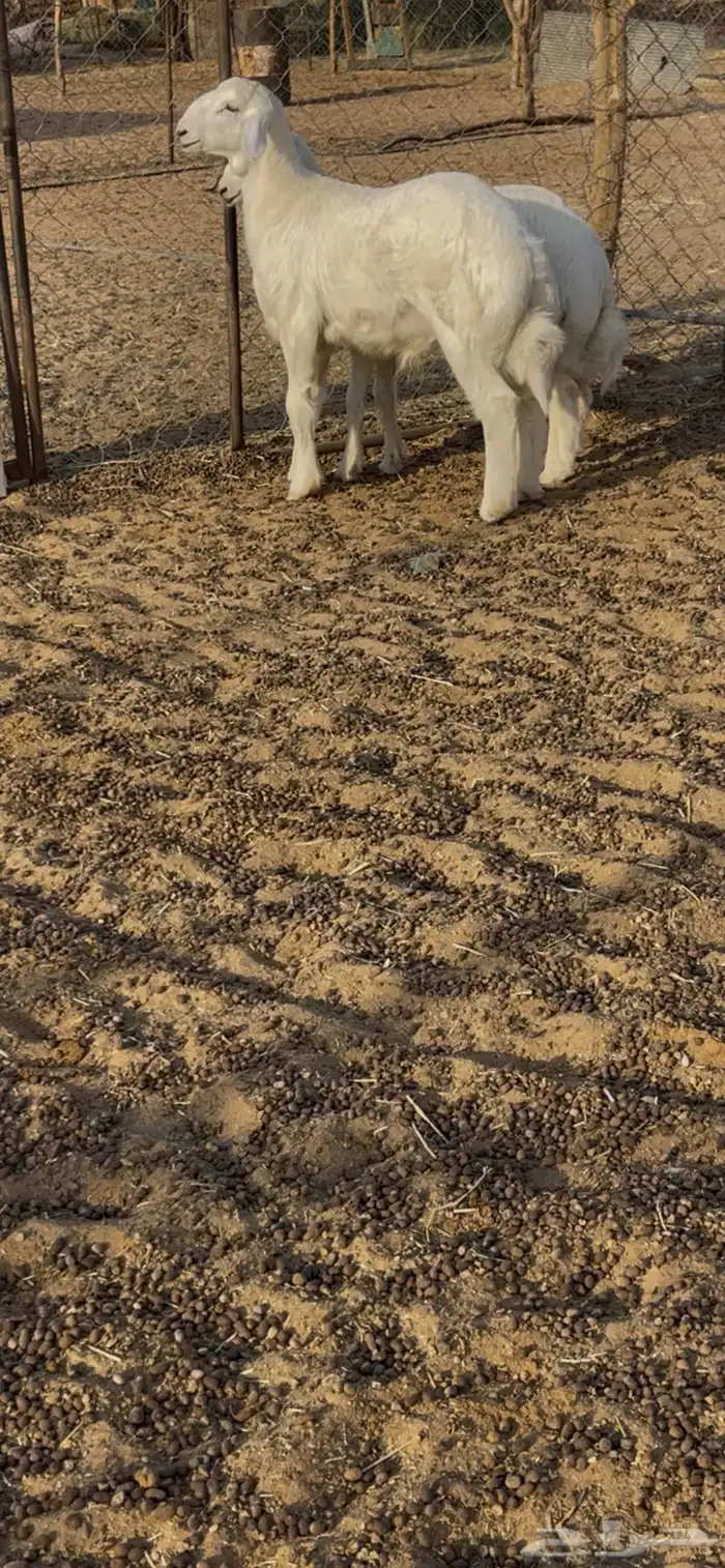 صنف حري مشروع فحل 2