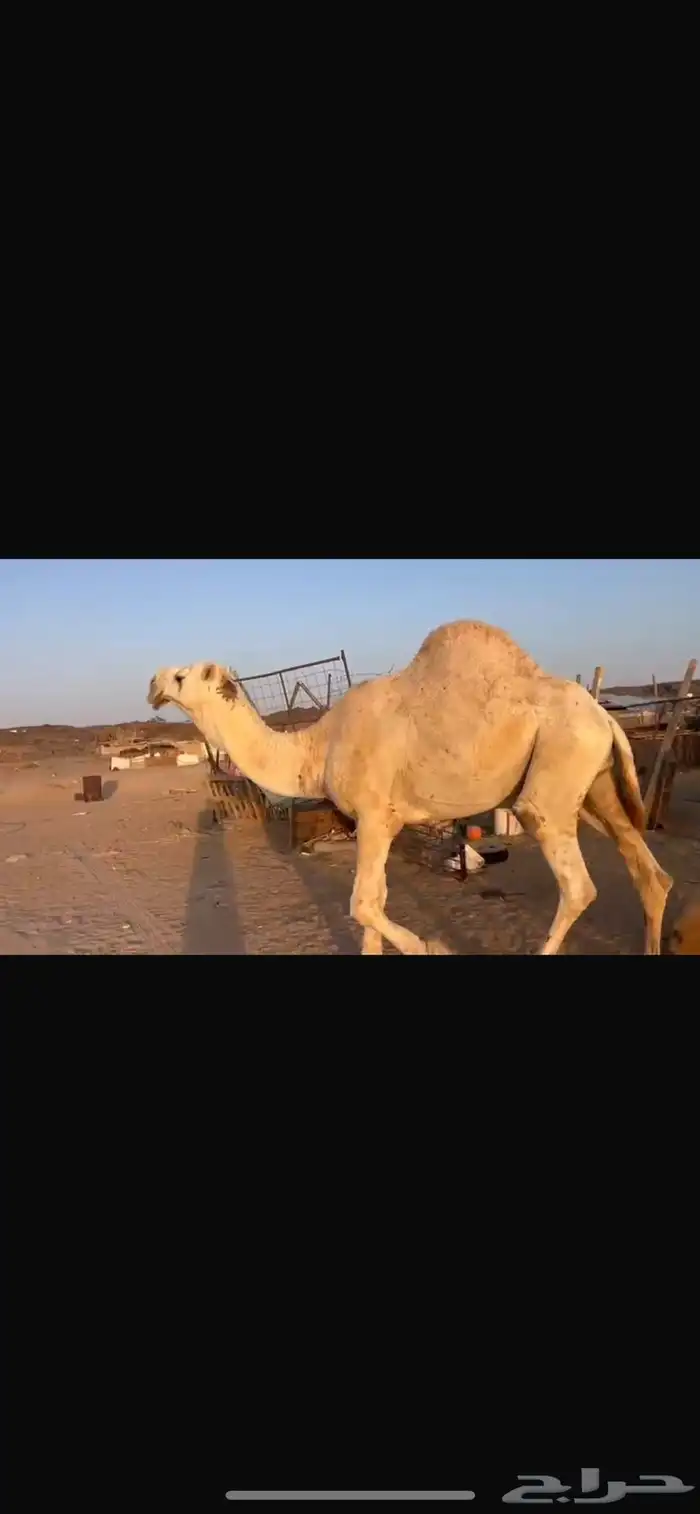 جمل اوضح رماني 2