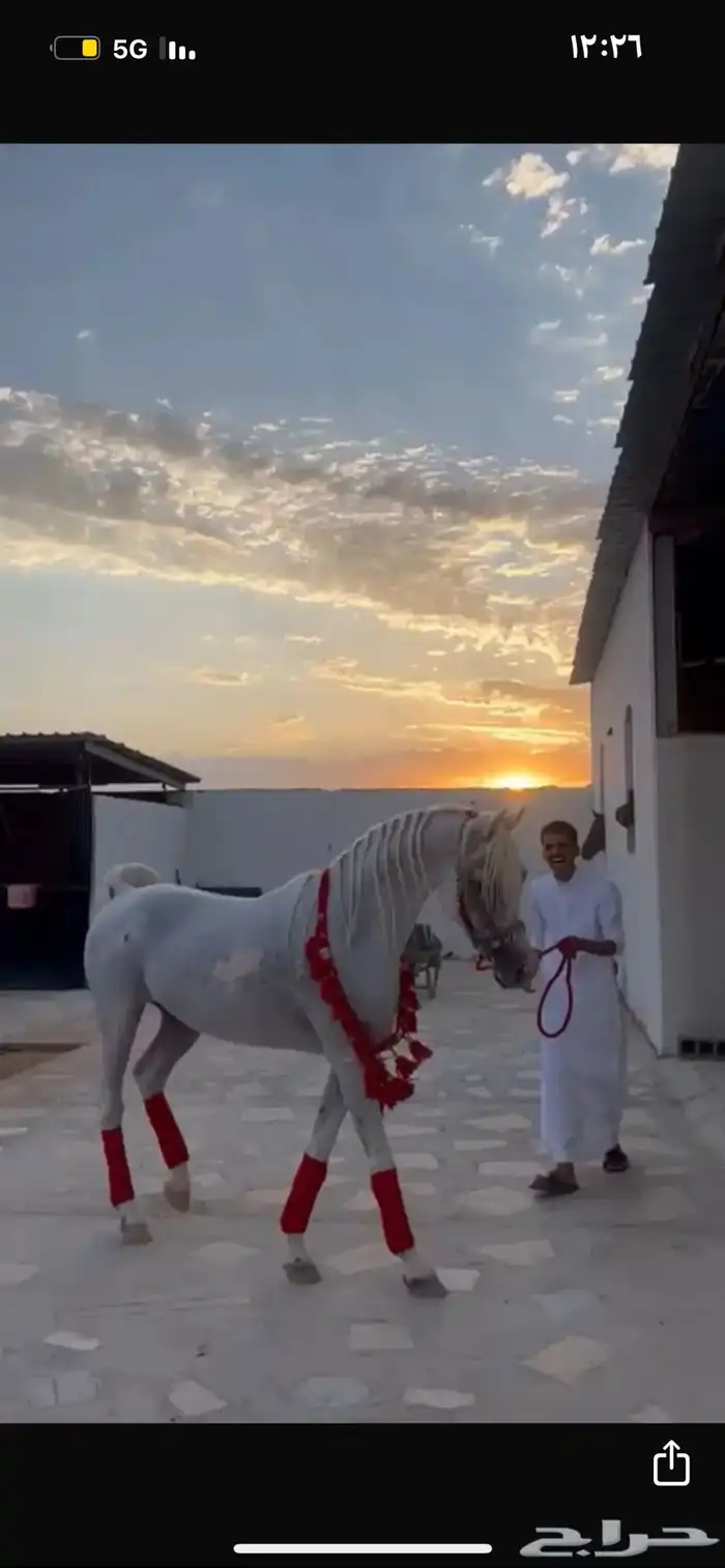 حصان فحل واهو 2
