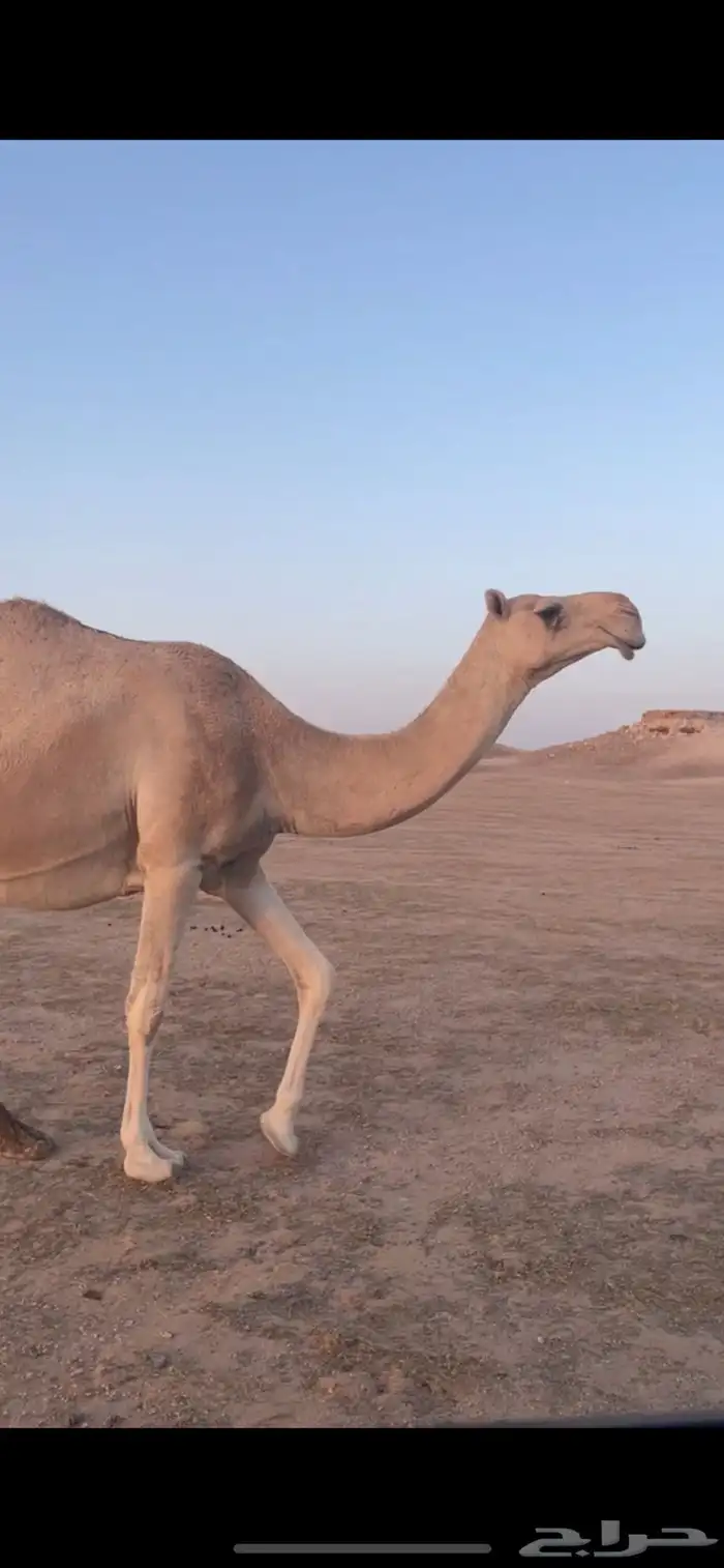 لقحه شقحا طيبه 0