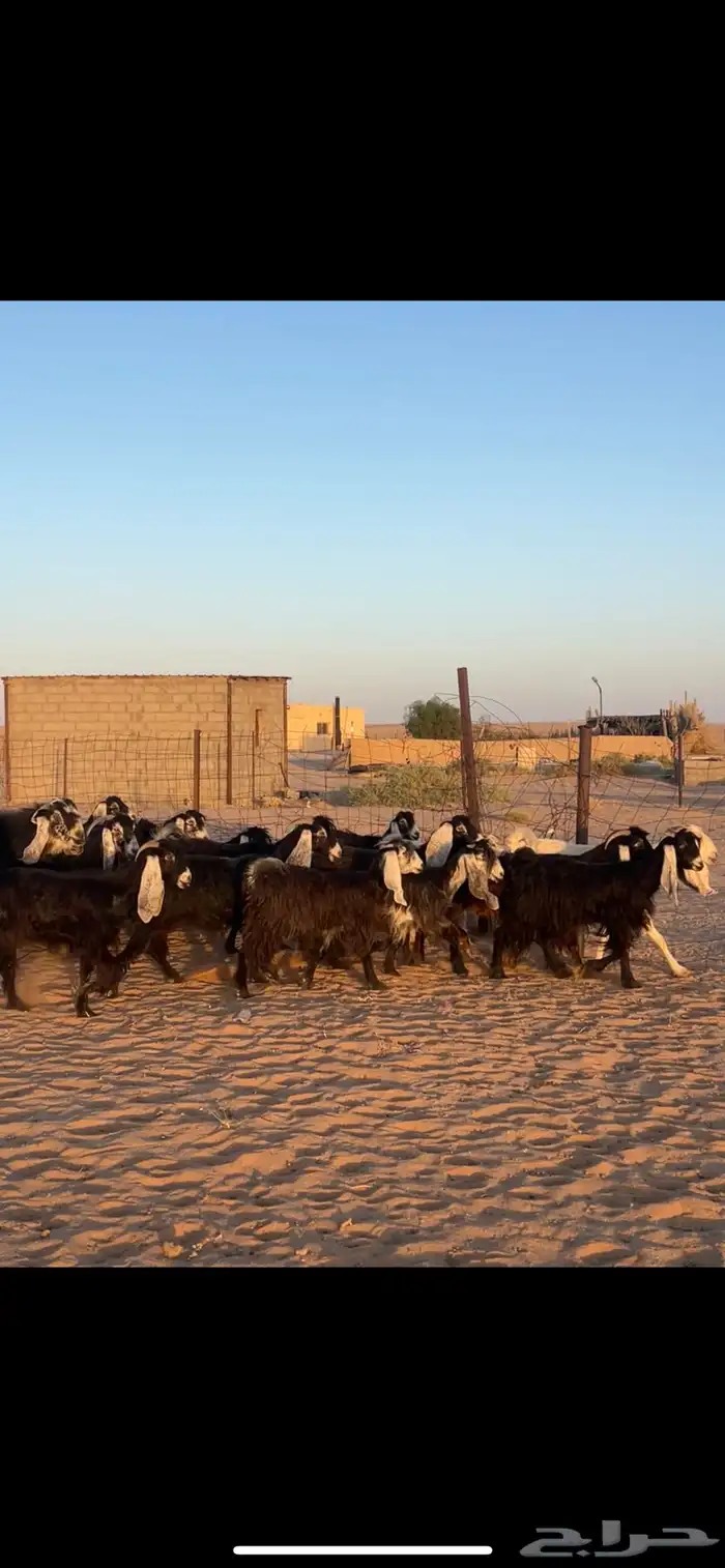 معزا عوارض 18 بالفحل مراح خوات بنات بعض 5